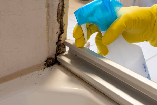 Best Health and Safety Mold Remediation in Ogden, KS